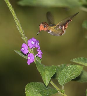 Rufous-crested Coquette (Lophornis delattrei) photo