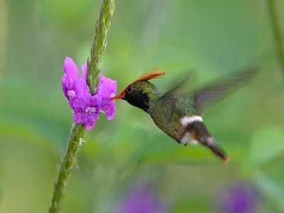 Rufous-crested Coquette (Lophornis delattrei) photo