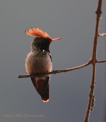 Spangled Coquette (Lophornis stictolophus) photo