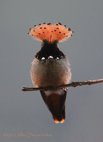 Spangled Coquette (Lophornis stictolophus) photo