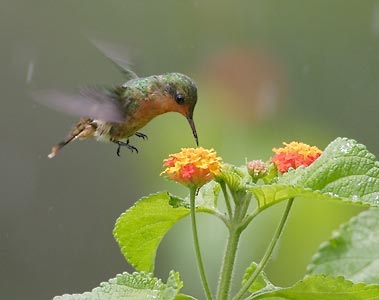 Tufted Coquette (Lophornis ornatus) photo image
