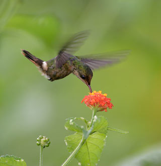 Tufted Coquette (Lophornis ornatus) photo image