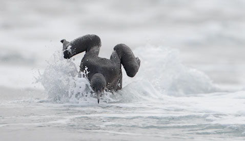 Brandt's Cormorant (Phalacrocorax penicillatus) photo