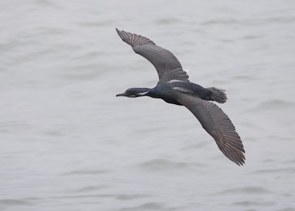 Brandt's Cormorant (Phalacrocorax penicillatus) photo