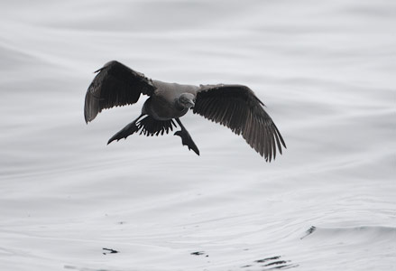 Brandt's Cormorant (Phalacrocorax penicillatus) photo