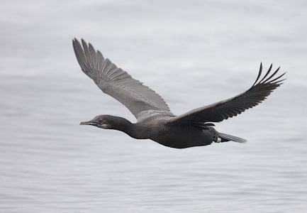 Brandt's Cormorant (Phalacrocorax penicillatus) photo