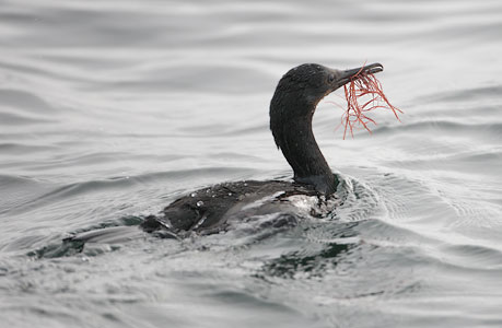 Brandt's Cormorant (Phalacrocorax penicillatus) photo