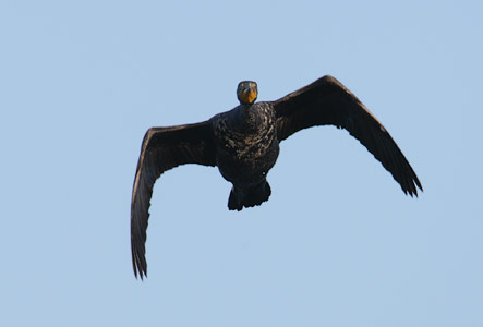 Double-crested Cormorant (Phalacrocorax auritus) photo image