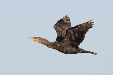 Double-crested Cormorant (Phalacrocorax auritus) photo image