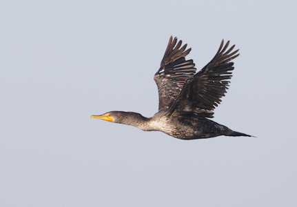 Double-crested Cormorant (Phalacrocorax auritus) photo image