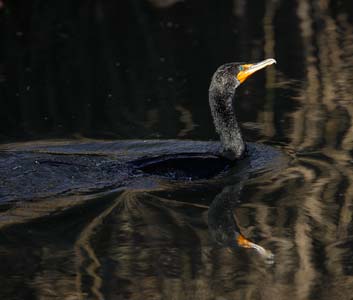 Double-crested Cormorant (Phalacrocorax auritus) photo image