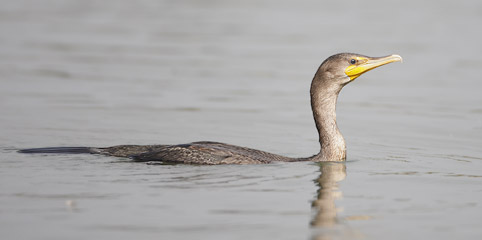 Double-crested Cormorant (Phalacrocorax auritus) photo image