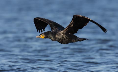 Double-crested Cormorant (Phalacrocorax auritus) photo image