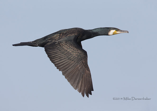Great Cormorant (Phalacrocorax carbo) photo image
