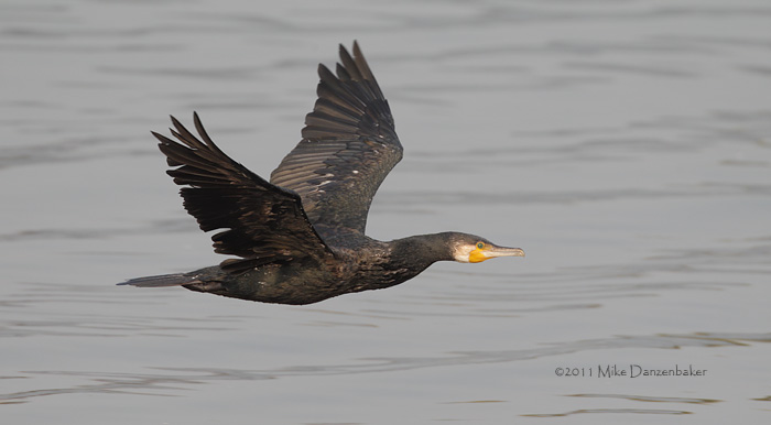 Great Cormorant (Phalacrocorax carbo) photo image