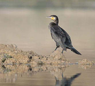 Great Cormorant (Phalacrocorax carbo) photo image