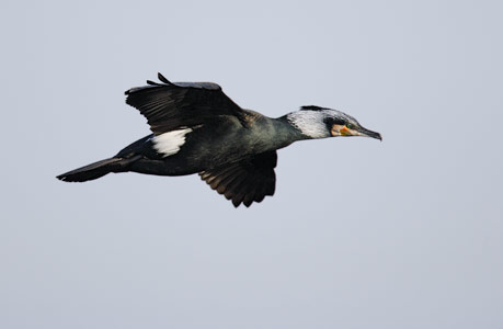Great Cormorant (Phalacrocorax carbo) photo image