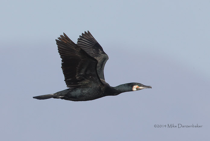 Great Cormorant (Phalacrocorax carbo) photo image