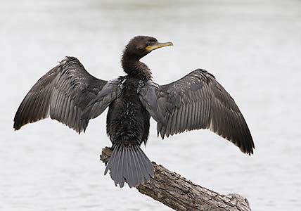 Neotropic Cormorant (Phalacrocorax brasilianus) photo image