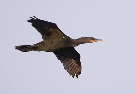 Neotropic Cormorant (Phalacrocorax brasilianus) photo image