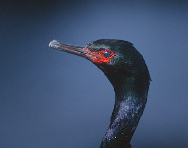 Pelagic Cormorant (Phalacrocorax pelagicus) photo image