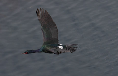 Pelagic Cormorant (Phalacrocorax pelagicus) photo