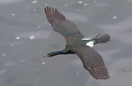 Pelagic Cormorant (Phalacrocorax pelagicus) photo