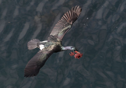 Pelagic Cormorant (Phalacrocorax pelagicus) photo