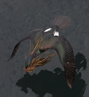 Pelagic Cormorant (Phalacrocorax pelagicus) photo