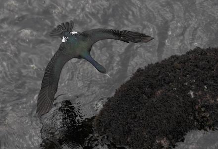 Pelagic Cormorant (Phalacrocorax pelagicus) photo