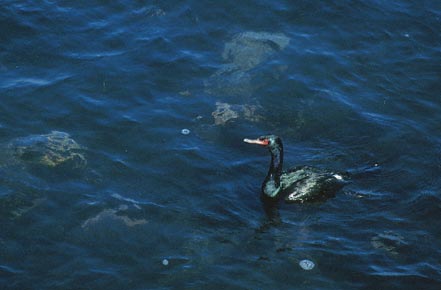 Pelagic Cormorant (Phalacrocorax pelagicus) photo image