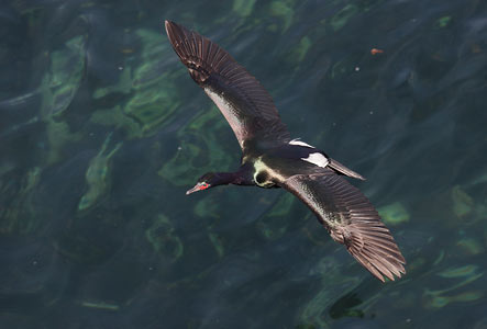 Pelagic Cormorant (Phalacrocorax pelagicus) photo