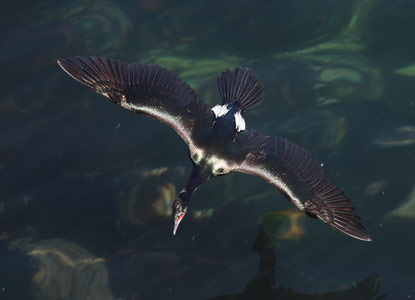Pelagic Cormorant (Phalacrocorax pelagicus) photo