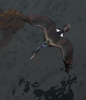 Pelagic Cormorant (Phalacrocorax pelagicus) photo