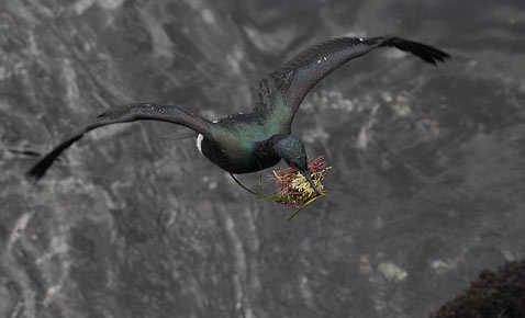 Pelagic Cormorant (Phalacrocorax pelagicus) photo