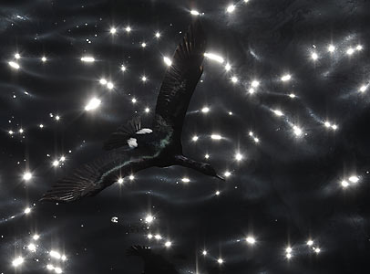 Pelagic Cormorant (Phalacrocorax pelagicus) photo