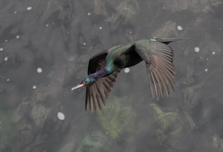 Pelagic Cormorant (Phalacrocorax pelagicus) photo
