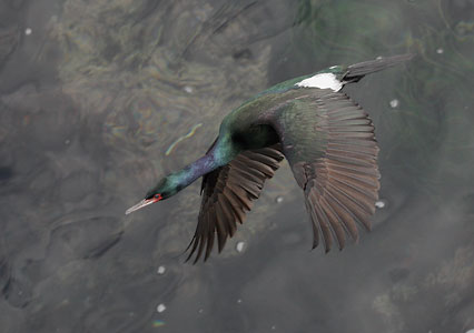 Pelagic Cormorant (Phalacrocorax pelagicus) photo