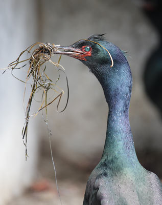 Pelagic Cormorant (Phalacrocorax pelagicus) photo