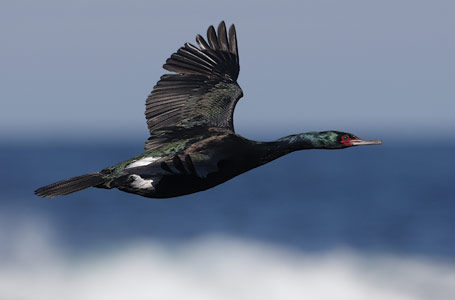 Pelagic Cormorant (Phalacrocorax pelagicus) photo