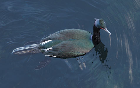 Pelagic Cormorant (Phalacrocorax pelagicus) photo