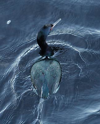 Pelagic Cormorant (Phalacrocorax pelagicus) photo