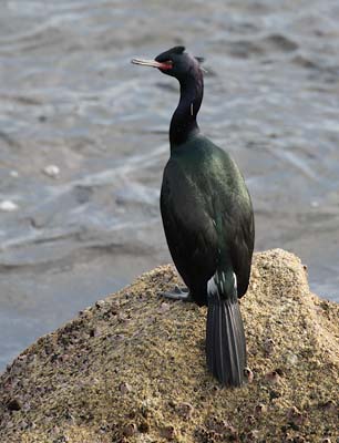Pelagic Cormorant (Phalacrocorax pelagicus) photo