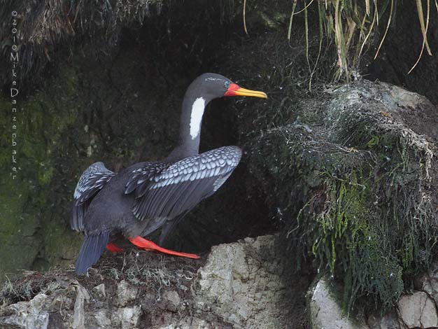 Red-legged Cormorant (Phalacrocorax gaimardi) photo
