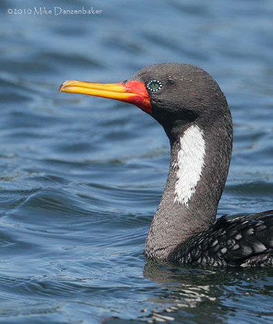 Red-legged Cormorant (Phalacrocorax gaimardi) photo