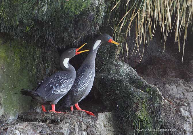 Red-legged Cormorant (Phalacrocorax gaimardi) photo