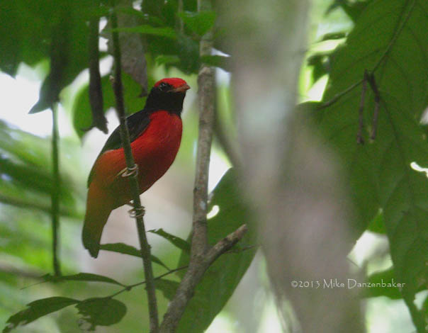 Black-necked Red Cotinga (Phoenicircus nigricollis) photo image