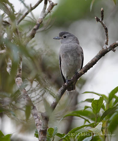 Snowy Cotinga (Carpodectes nitidus) photo image