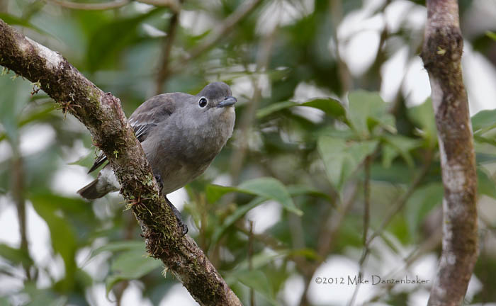Snowy Cotinga (Carpodectes nitidus) photo image
