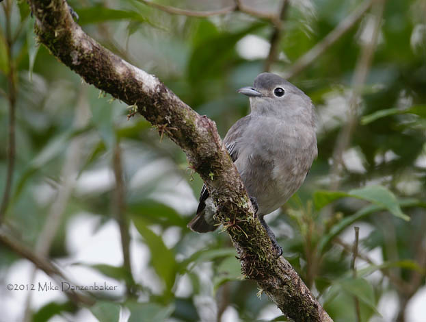 Snowy Cotinga (Carpodectes nitidus) photo image